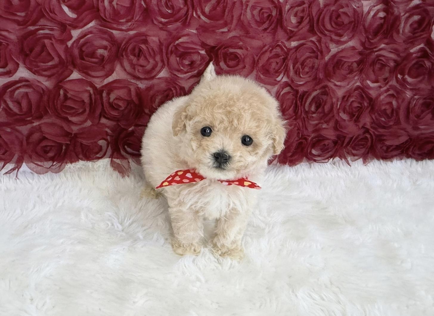 福岡県のビションプー(ビションフリーゼ×プードル) (ぱぴぷぺっと福岡店/2026年1月22日生まれ/女の子/クリーム)の子犬の1枚目の画像