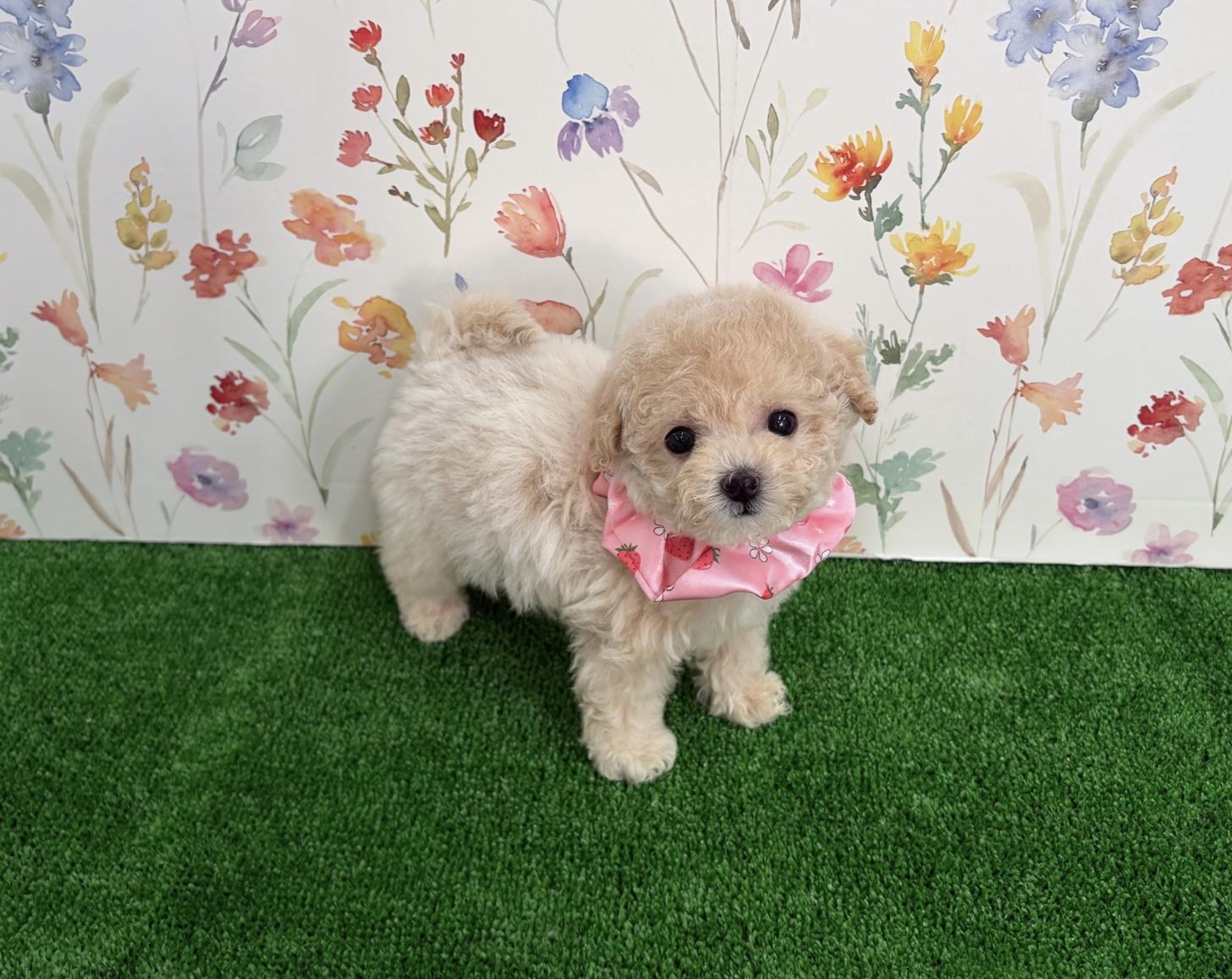 福岡県のビションプー(ビションフリーゼ×プードル) (ぱぴぷぺっと福岡店/2026年1月22日生まれ/女の子/クリーム)の子犬の1枚目の画像