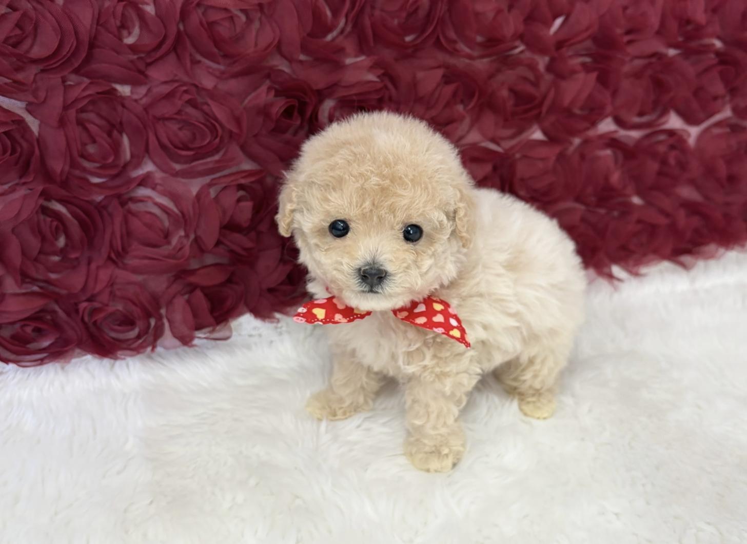 福岡県のビションプー(ビションフリーゼ×プードル) (ぱぴぷぺっと福岡店/2026年1月22日生まれ/女の子/クリーム)の子犬の2枚目の画像