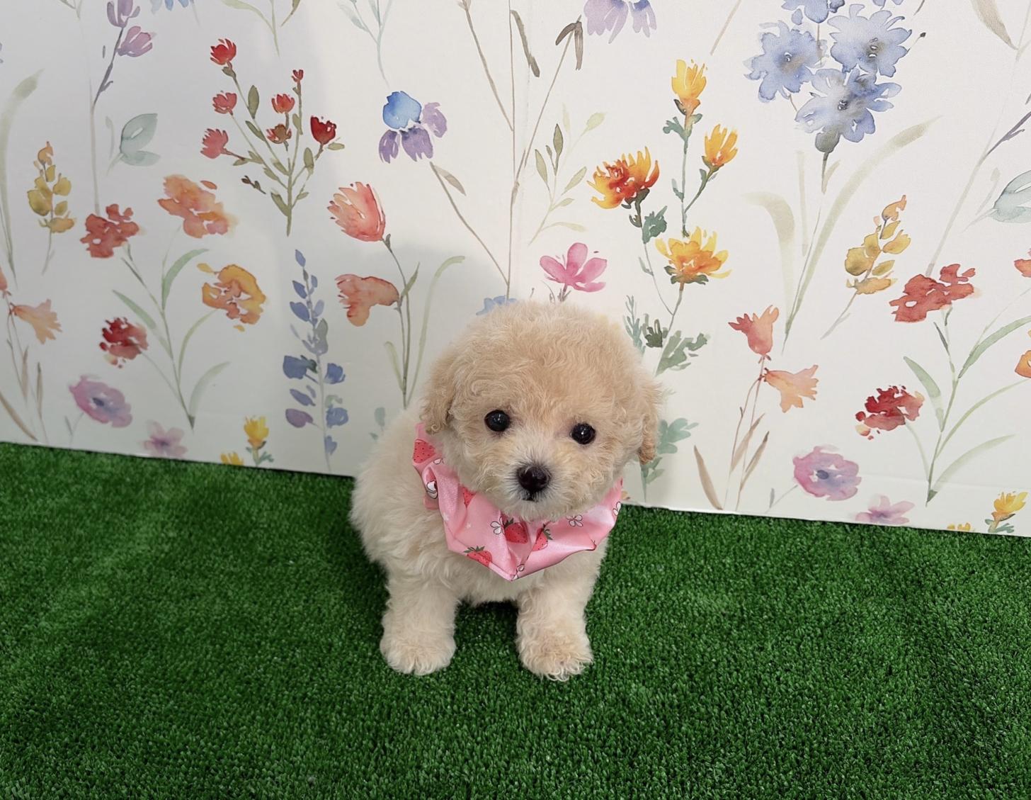 福岡県のビションプー(ビションフリーゼ×プードル) (ぱぴぷぺっと福岡店/2026年1月22日生まれ/女の子/クリーム)の子犬の2枚目の画像