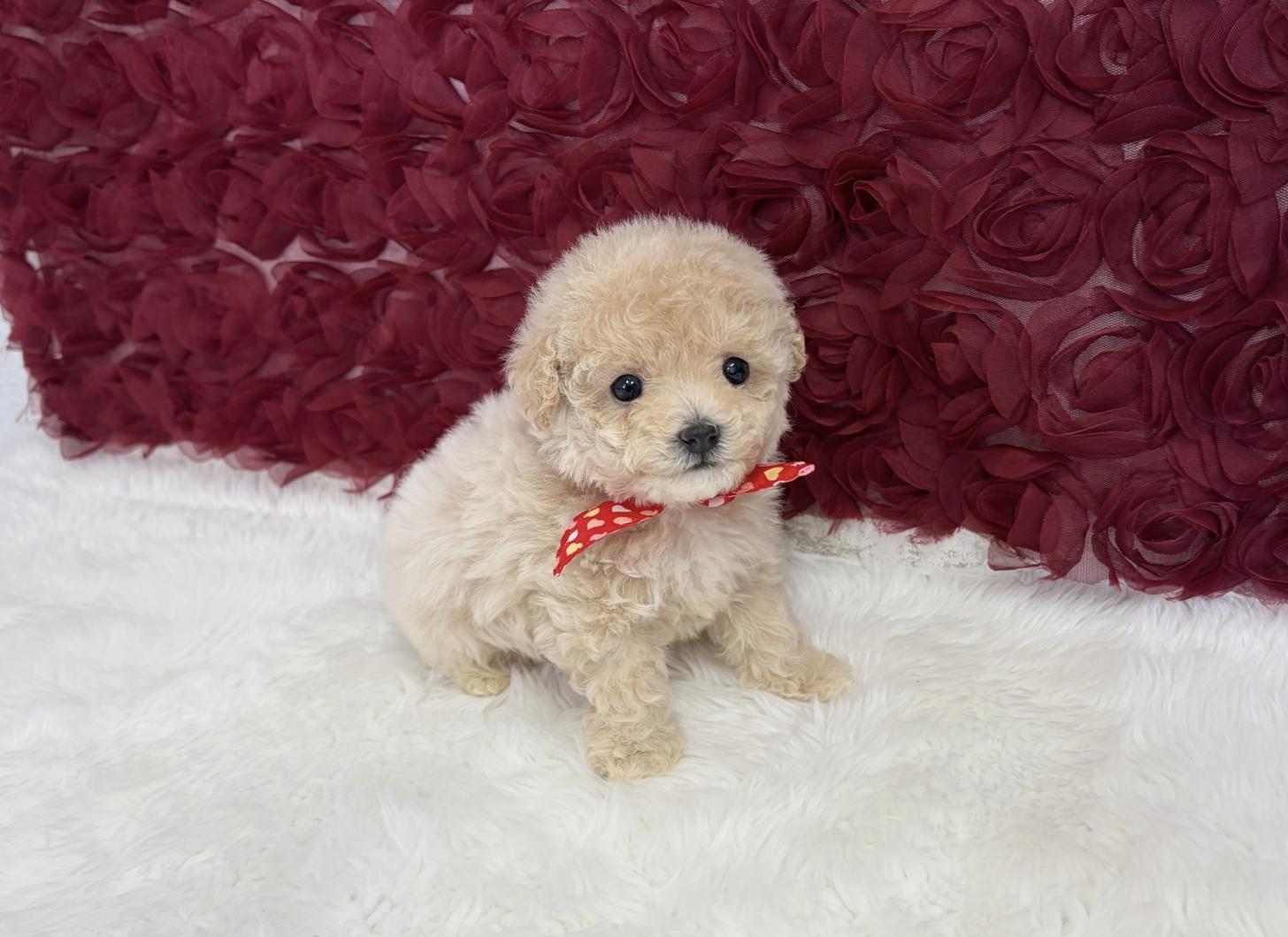 福岡県のビションプー(ビションフリーゼ×プードル) (ぱぴぷぺっと福岡店/2026年1月22日生まれ/女の子/クリーム)の子犬の3枚目の画像