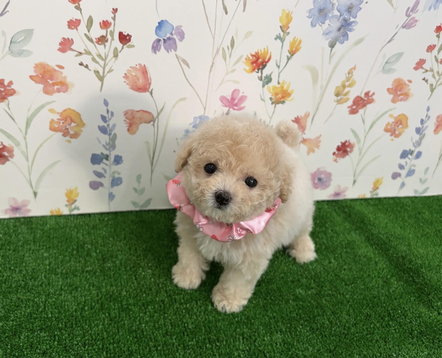 福岡県のビションプー(ビションフリーゼ×プードル) (ぱぴぷぺっと福岡店/2026年1月22日生まれ/女の子/クリーム)の子犬の3枚目の画像