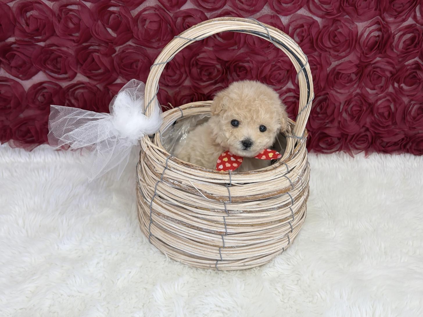 福岡県のビションプー(ビションフリーゼ×プードル) (ぱぴぷぺっと福岡店/2026年1月22日生まれ/女の子/クリーム)の子犬の4枚目の画像