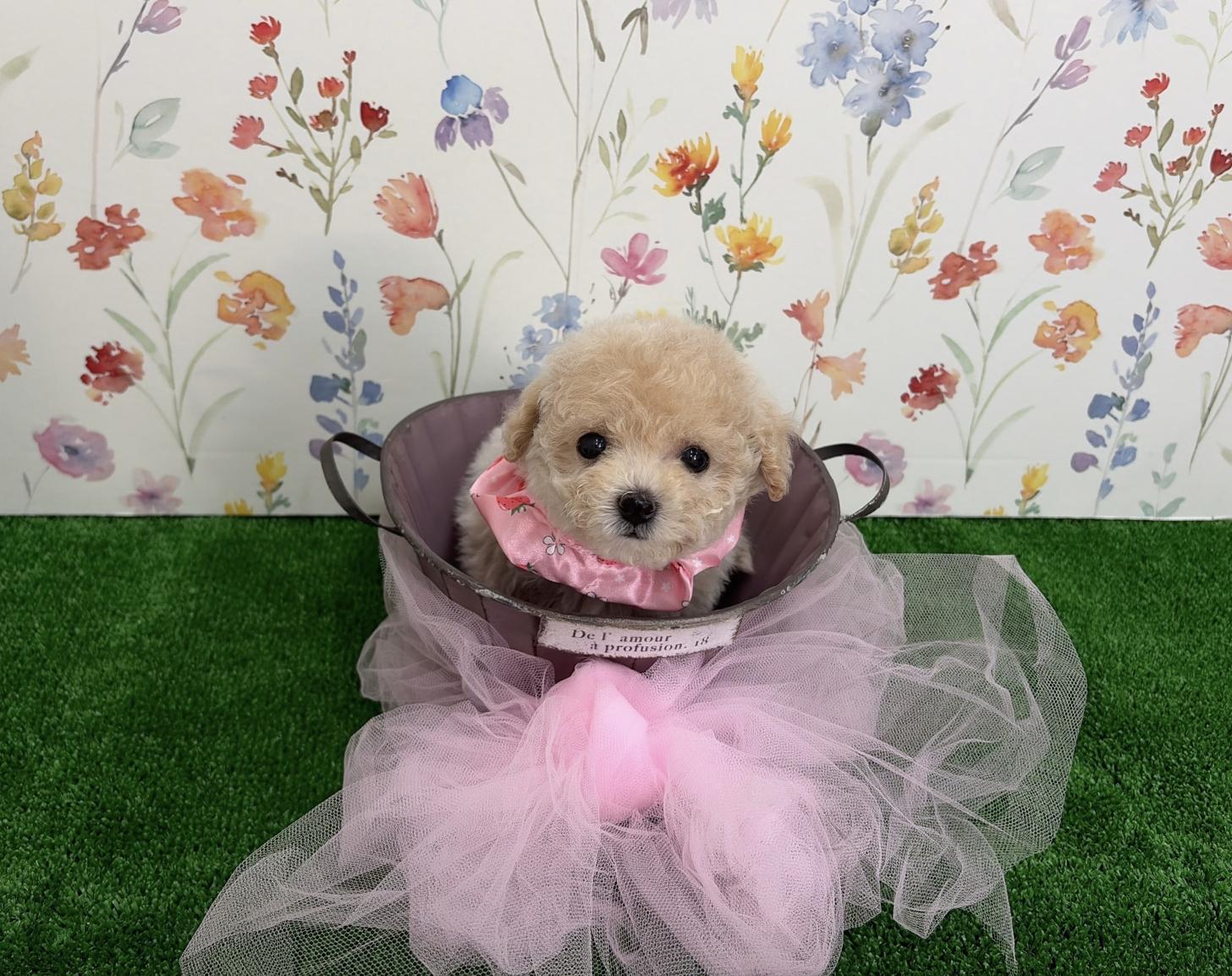 福岡県のビションプー(ビションフリーゼ×プードル) (ぱぴぷぺっと福岡店/2026年1月22日生まれ/女の子/クリーム)の子犬の4枚目の画像