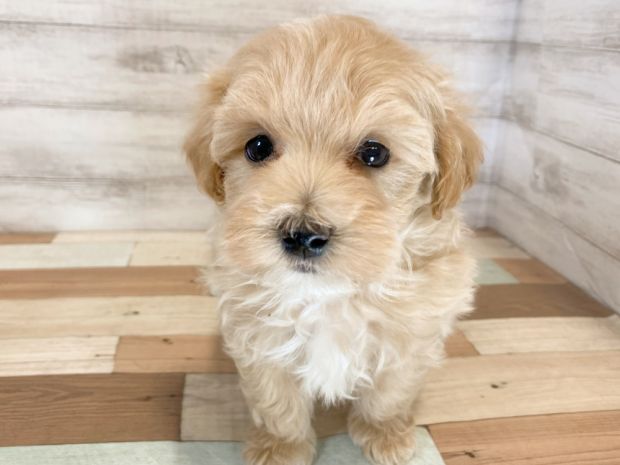 新潟県のマルプー(マルチーズ×プードル) (竹内ペット 新津本店/2026年1月18日生まれ/男の子/クリーム)の子犬