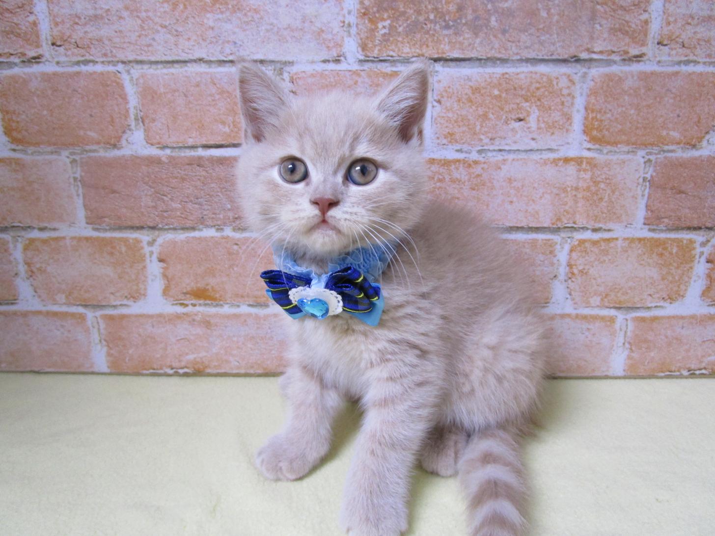 宮城県のブリティッシュショートヘアー (ズーズーカンパニー 八乙女店/2025年10月7日生まれ/男の子/クリーム)の子猫の1枚目の画像