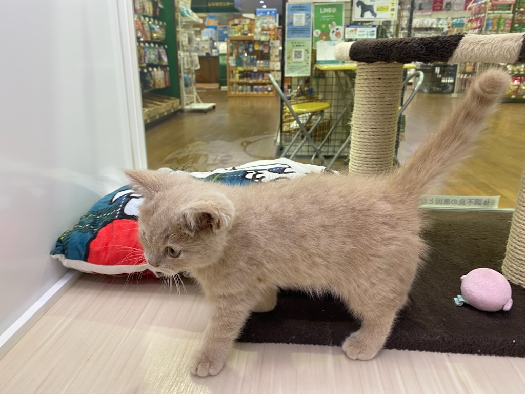 宮城県のブリティッシュショートヘアー (ズーズーカンパニー 八乙女店/2025年10月7日生まれ/男の子/クリーム)の子猫の3枚目の画像