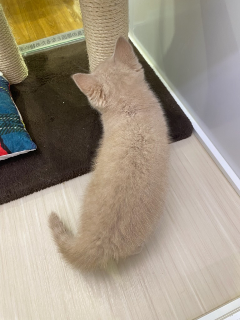 宮城県のブリティッシュショートヘアー (ズーズーカンパニー 八乙女店/2025年10月7日生まれ/男の子/クリーム)の子猫の4枚目の画像