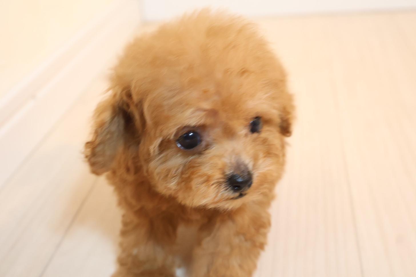 広島県のトイプードル(ティーカップ) (アイカドールかも/2025年9月7日生まれ/女の子/レッド)の子犬の1枚目の画像