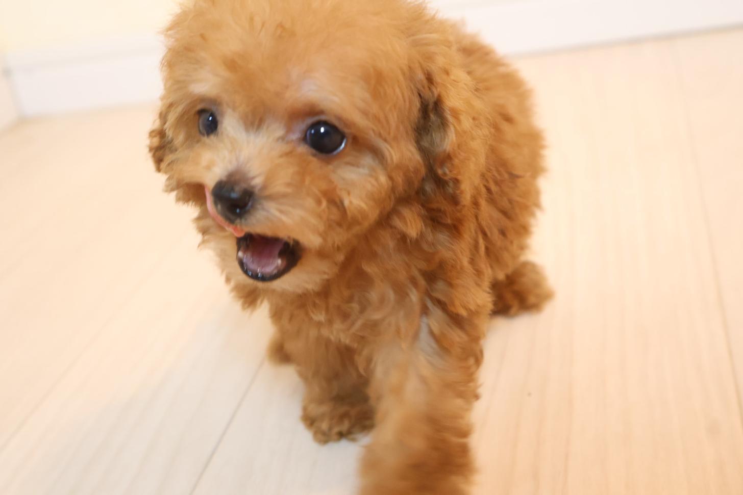 広島県のトイプードル(ティーカップ) (アイカドールかも/2025年9月7日生まれ/女の子/レッド)の子犬の2枚目の画像