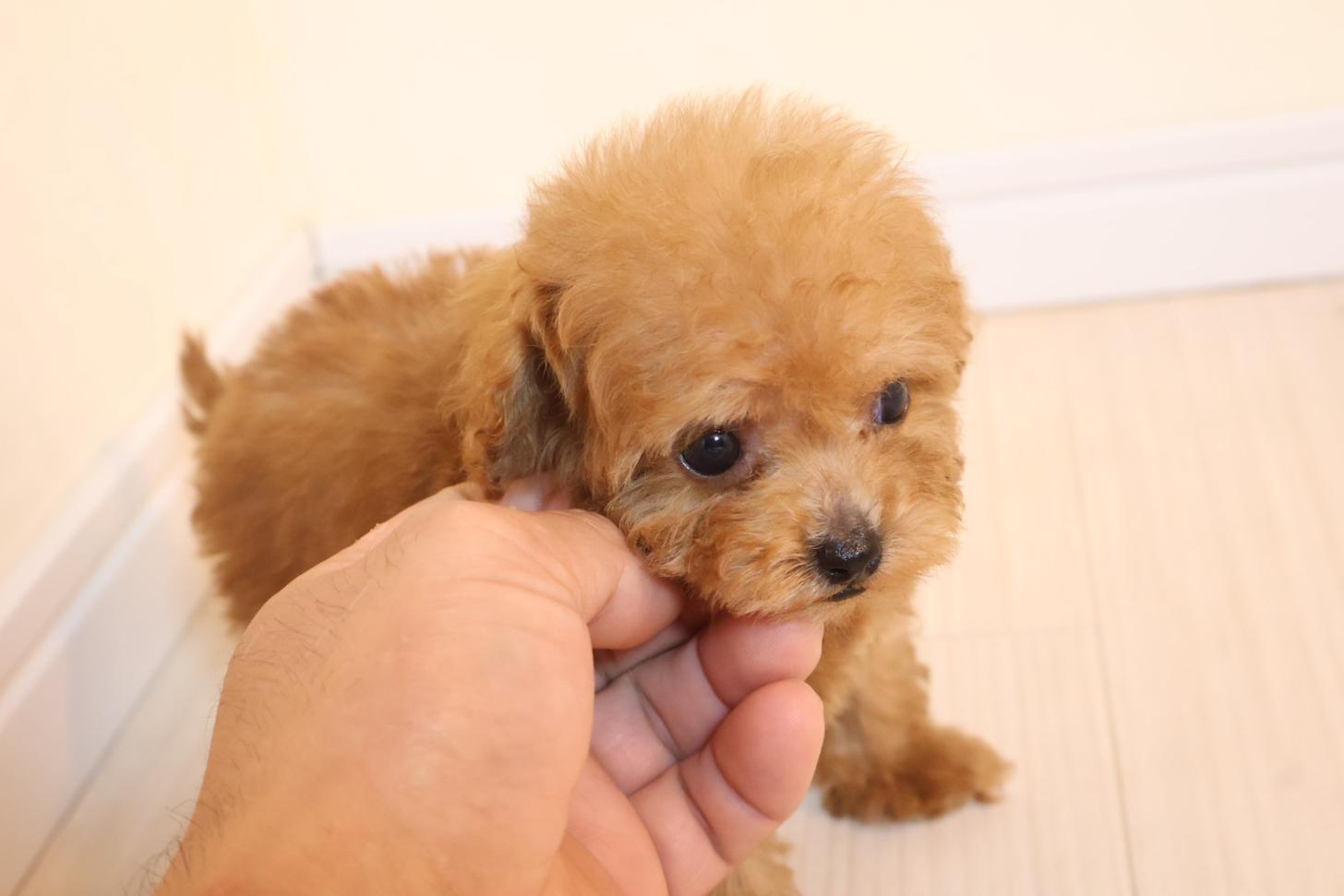 広島県のトイプードル(ティーカップ) (アイカドールかも/2025年9月7日生まれ/女の子/レッド)の子犬の3枚目の画像