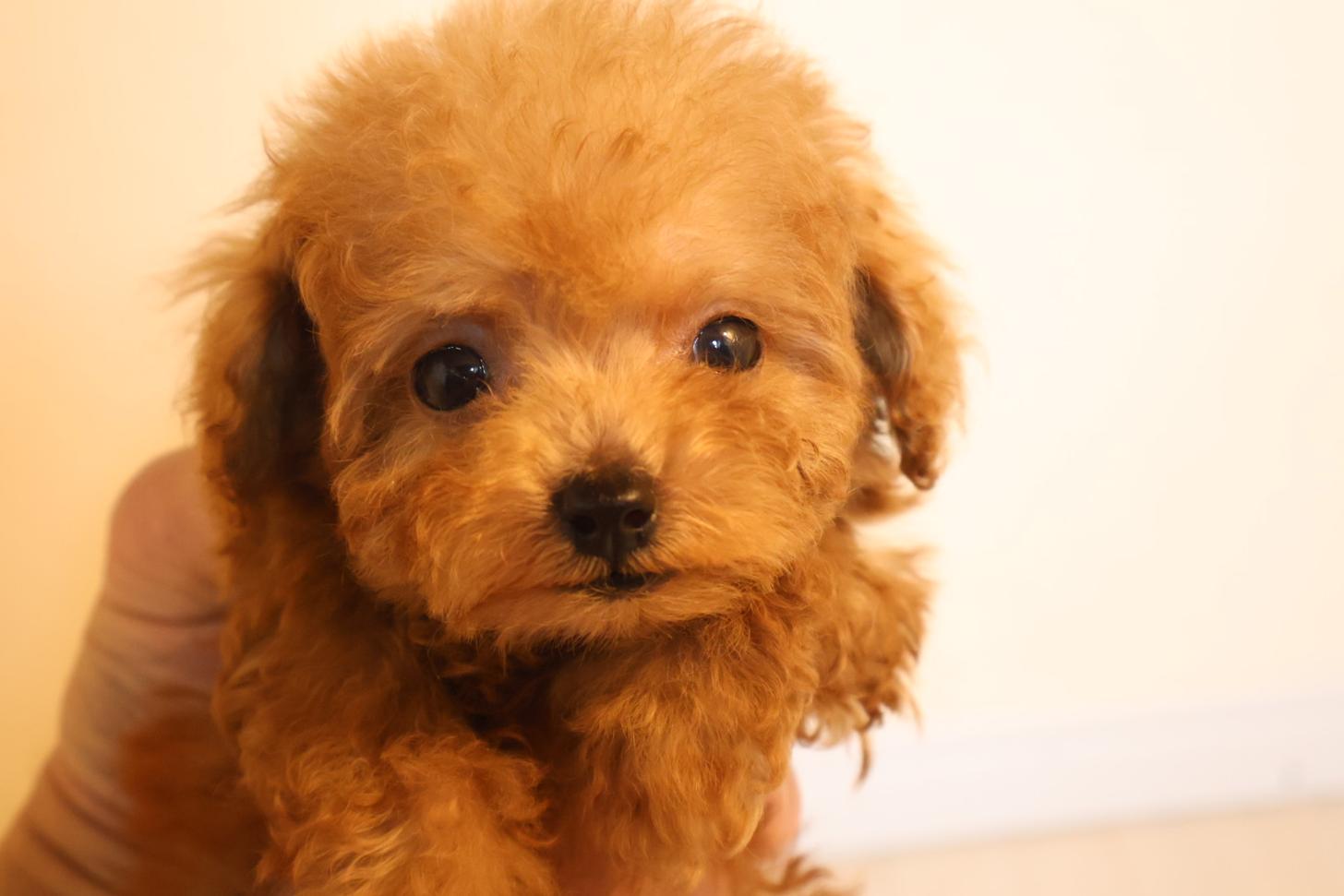 広島県のトイプードル(ティーカップ) (アイカドールかも/2025年9月7日生まれ/女の子/レッド)の子犬の4枚目の画像