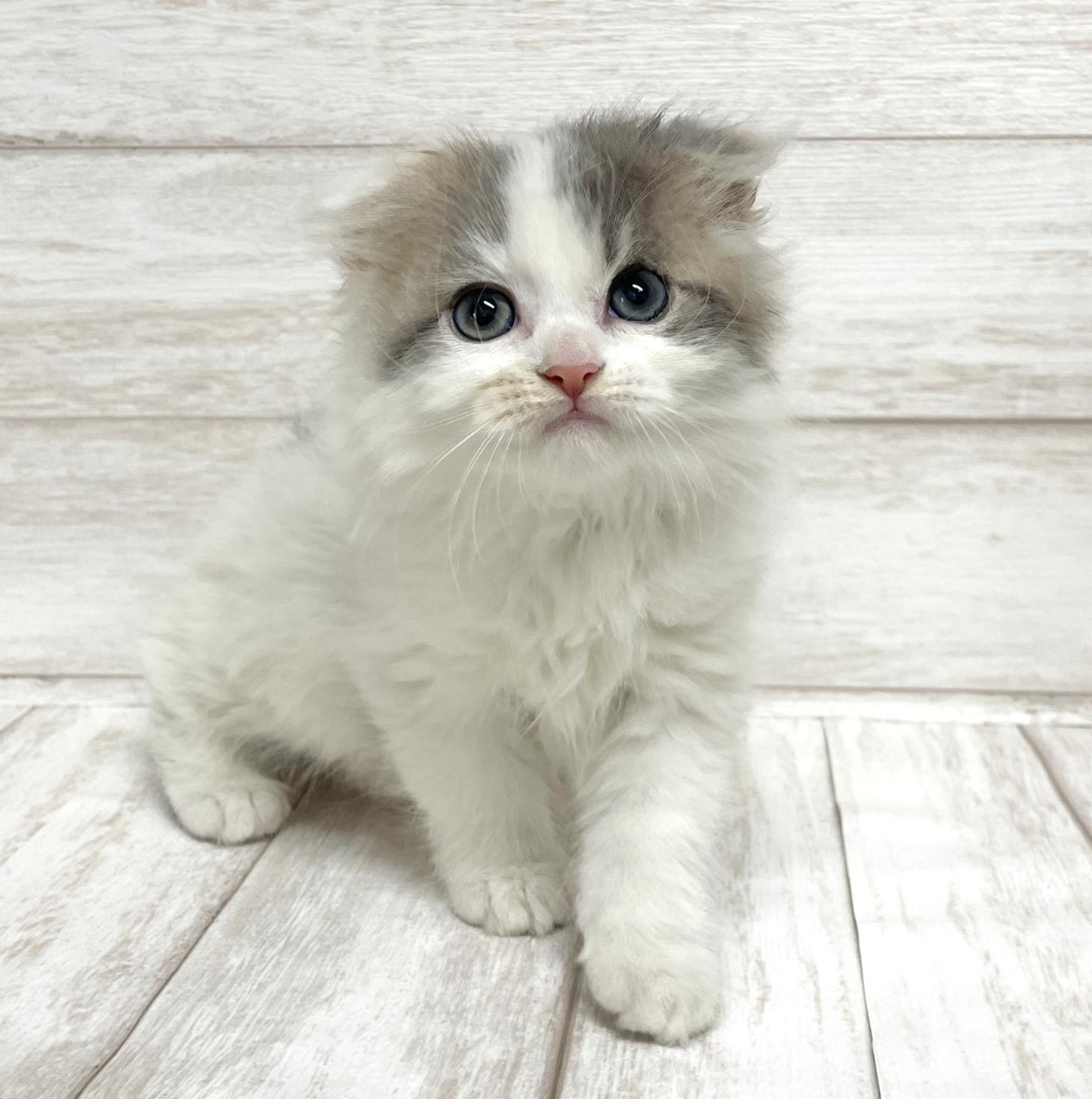 東京都のスコティッシュフォールド (ペピカファミリー水元店/2026年1月4日生まれ/女の子/ダイリュートキャリコ)の子猫の1枚目の画像