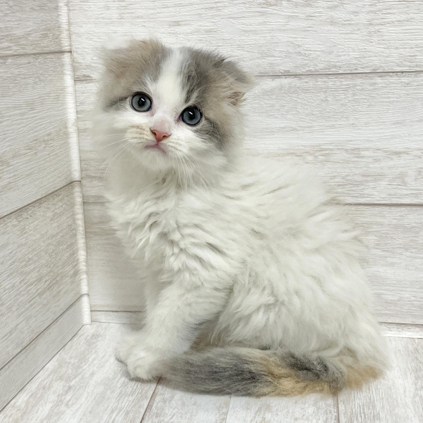 東京都のスコティッシュフォールド (ペピカファミリー水元店/2026年1月4日生まれ/女の子/ダイリュートキャリコ)の子猫の2枚目の画像