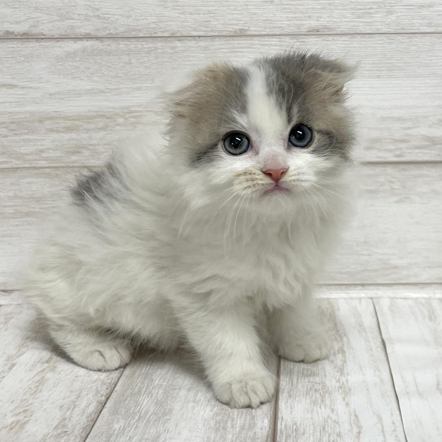 東京都のスコティッシュフォールド (ペピカファミリー水元店/2026年1月4日生まれ/女の子/ダイリュートキャリコ)の子猫の3枚目の画像