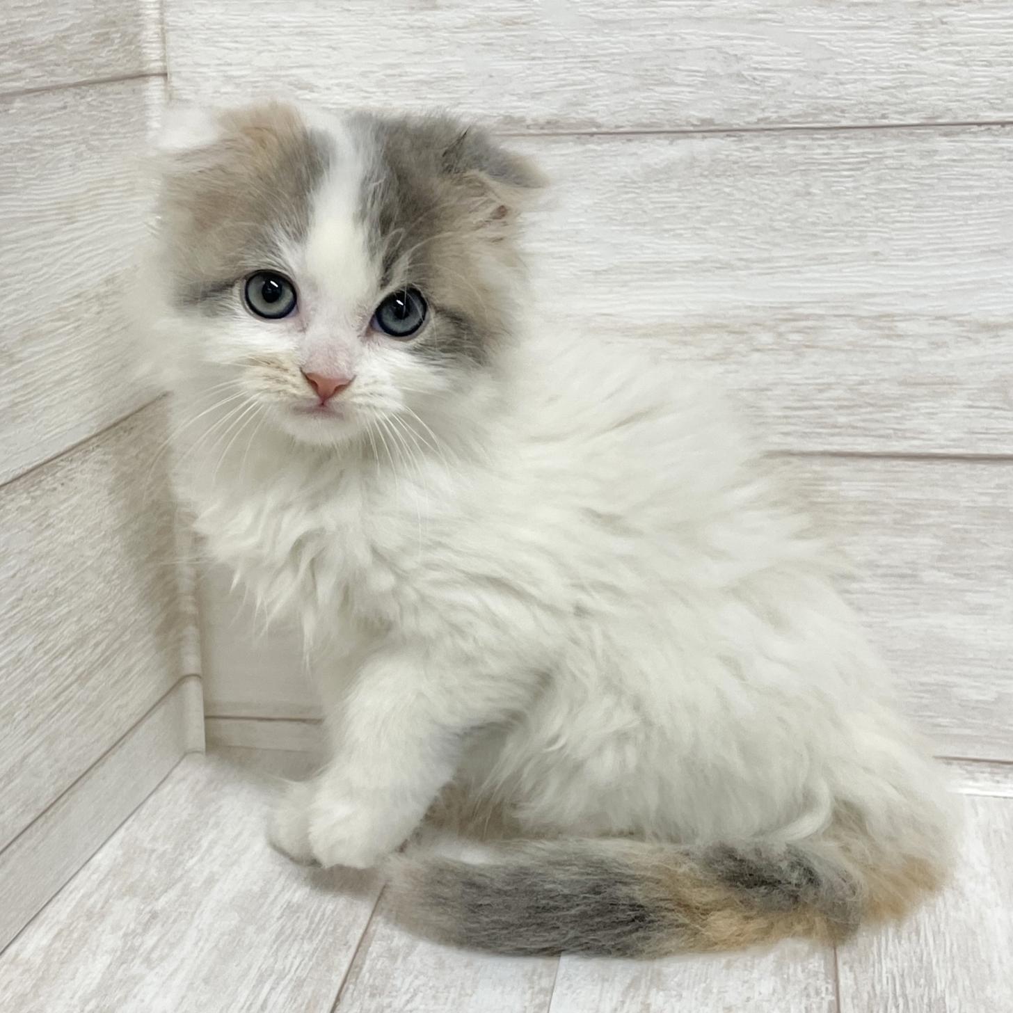 東京都のスコティッシュフォールド (ペピカファミリー水元店/2026年1月4日生まれ/女の子/ダイリュートキャリコ)の子猫の4枚目の画像