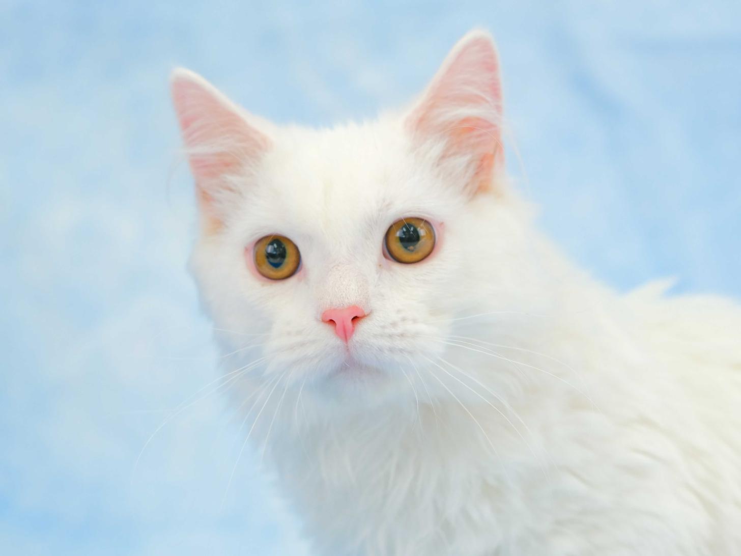 埼玉県のマンチカン (Catstyle キャットスタイル/2022年11月7日生まれ/男の子/ホワイト)の子猫
