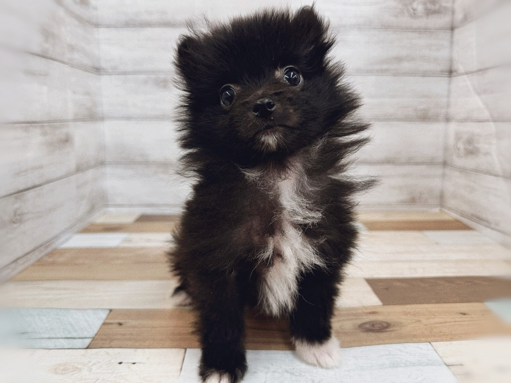 新潟県のポメラニアン (竹内ペット 新潟西店/2025年8月10日生まれ/女の子/ブラック＆ホワイト)の子犬の1枚目の画像