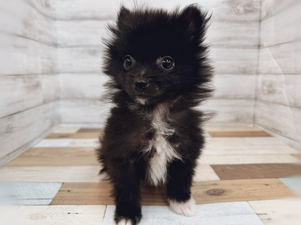 新潟県のポメラニアン (竹内ペット 新潟西店/2025年8月10日生まれ/女の子/ブラック＆ホワイト)の子犬の2枚目の画像