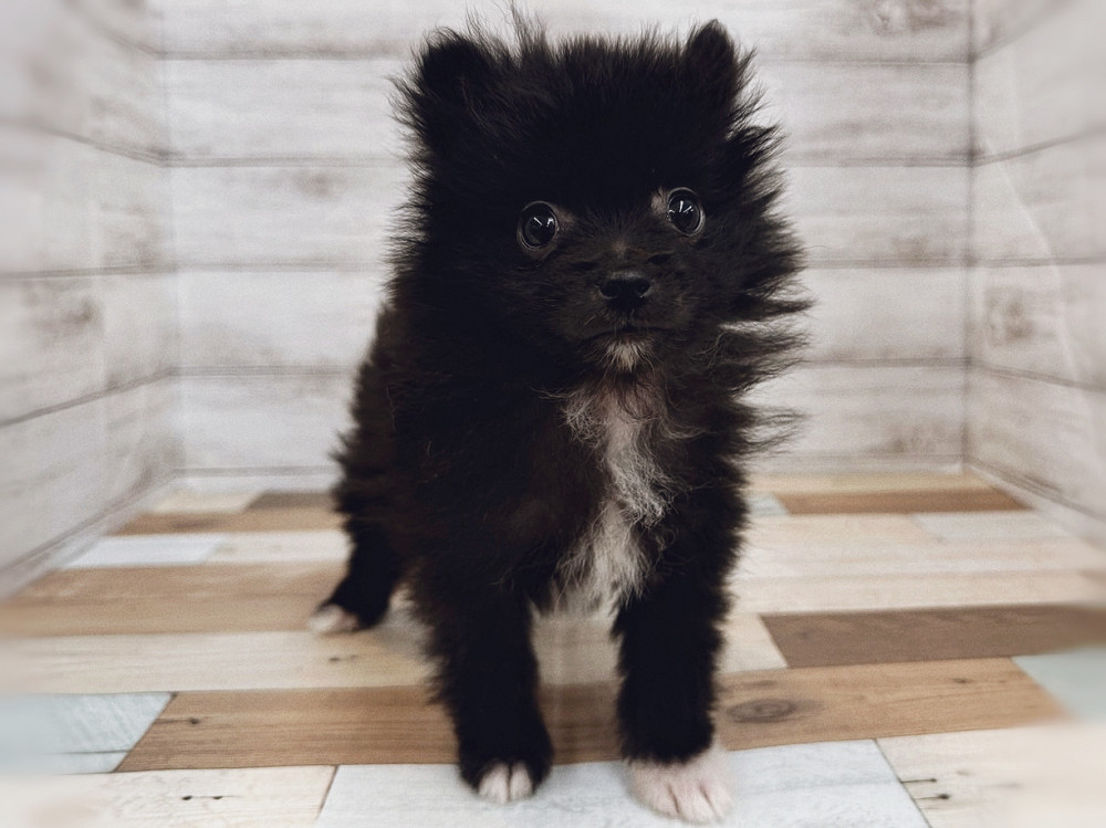 新潟県のポメラニアン (竹内ペット 新潟西店/2025年8月10日生まれ/女の子/ブラック＆ホワイト)の子犬の3枚目の画像