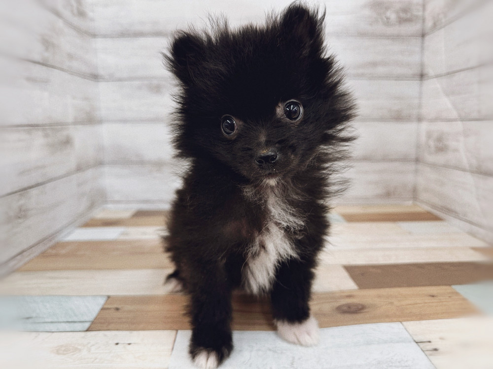 新潟県のポメラニアン (竹内ペット 新潟西店/2025年8月10日生まれ/女の子/ブラック＆ホワイト)の子犬の4枚目の画像