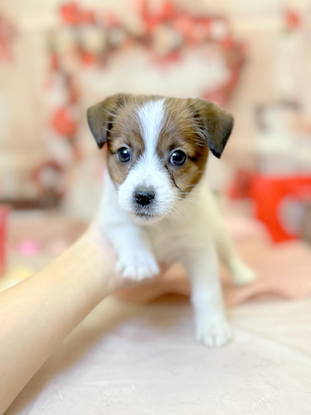 北海道のジャックラッセルテリア (ラブワンコ平岸店/2025年11月30日生まれ/女の子/ホワイトタン)の子犬