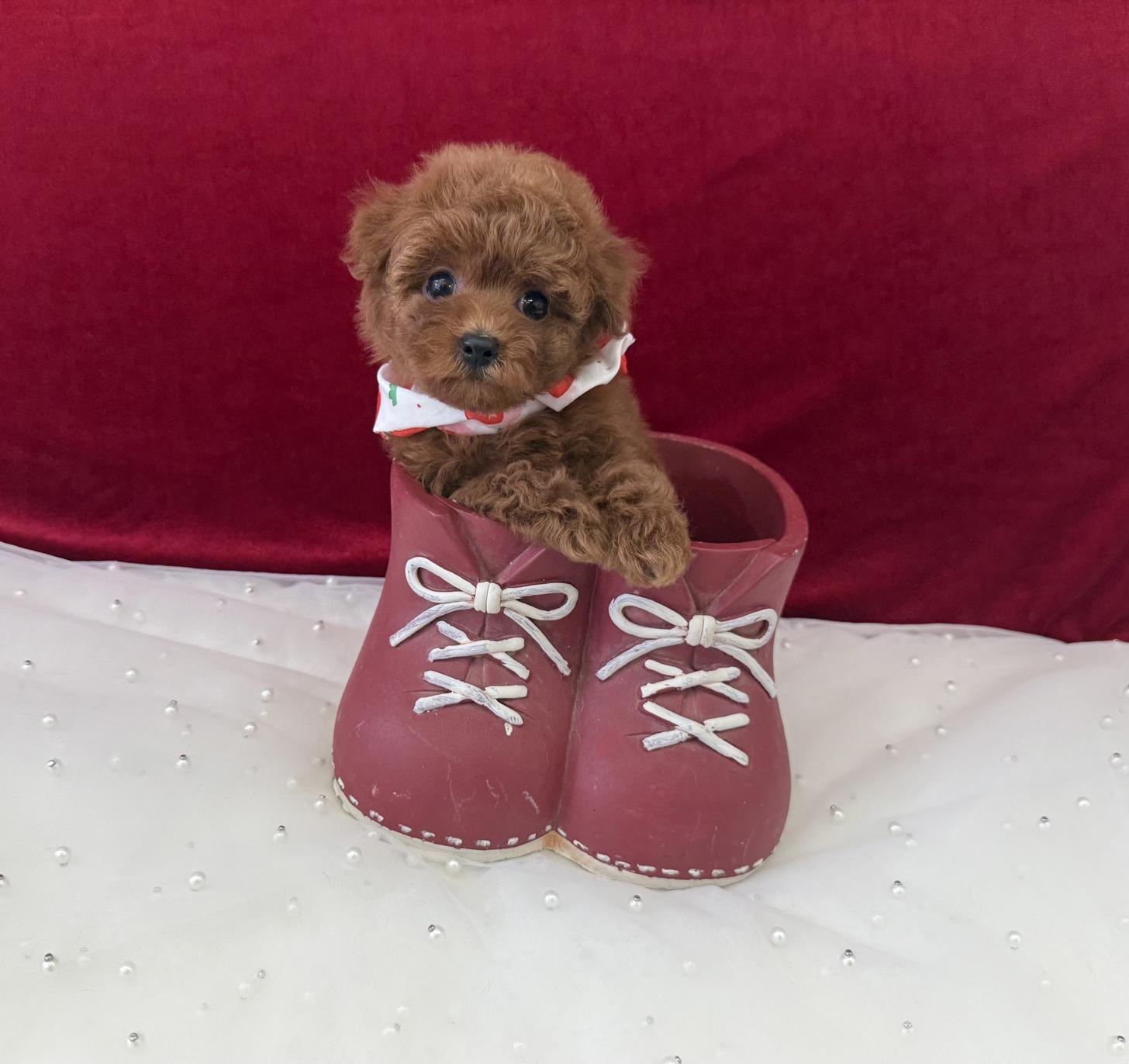 大阪府のトイプードル(ティーカップ) (ぱぴぷぺっと大阪店/2025年9月4日生まれ/女の子/レッド)の子犬