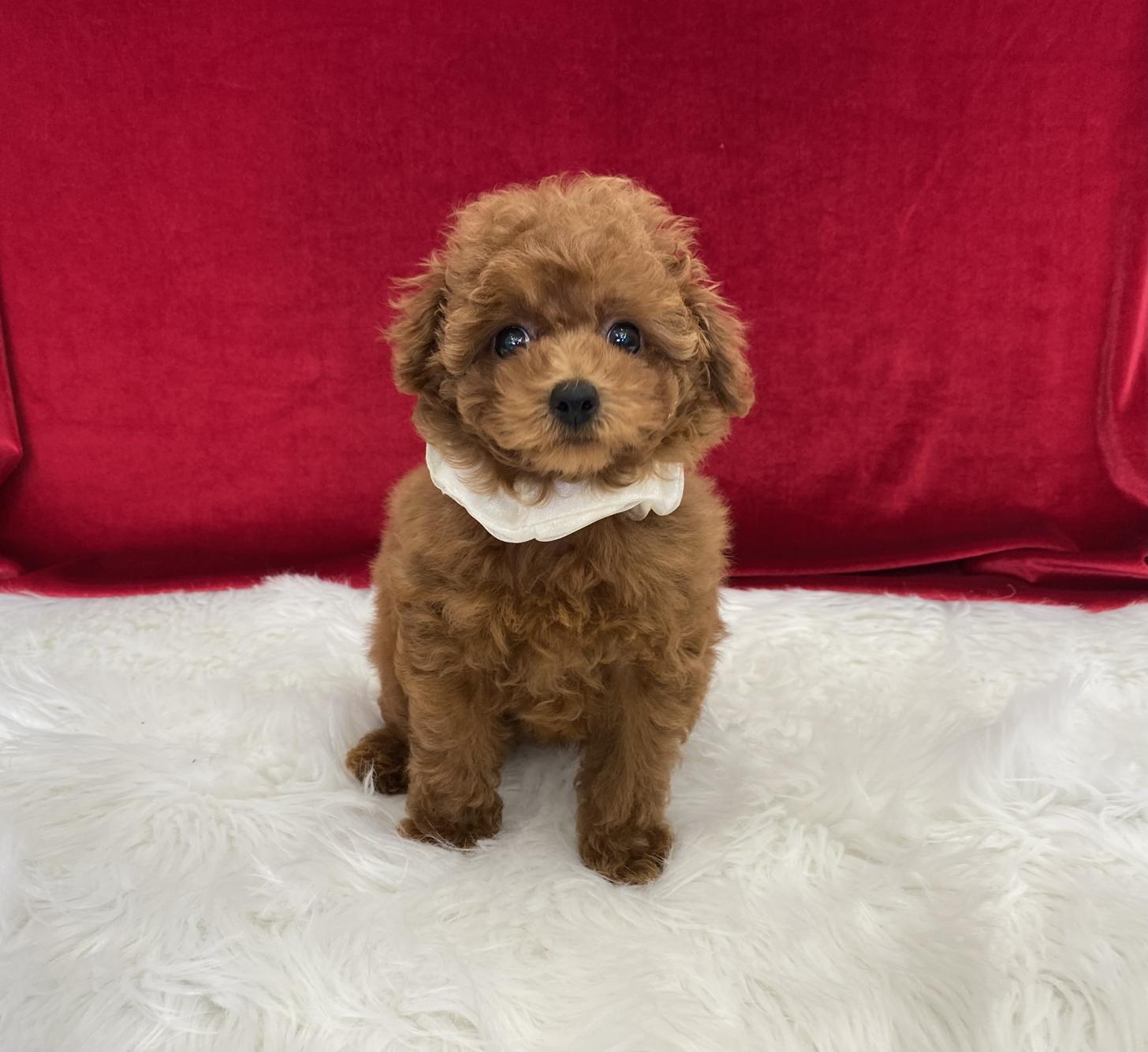 大阪府のトイプードル(ティーカップ) (ぱぴぷぺっと大阪店/2025年9月4日生まれ/女の子/レッド)の子犬の1枚目の画像