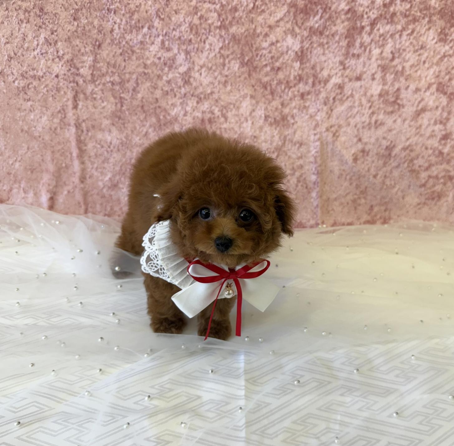 大阪府のトイプードル(ティーカップ) (ぱぴぷぺっと大阪店/2025年9月4日生まれ/女の子/レッド)の子犬の1枚目の画像