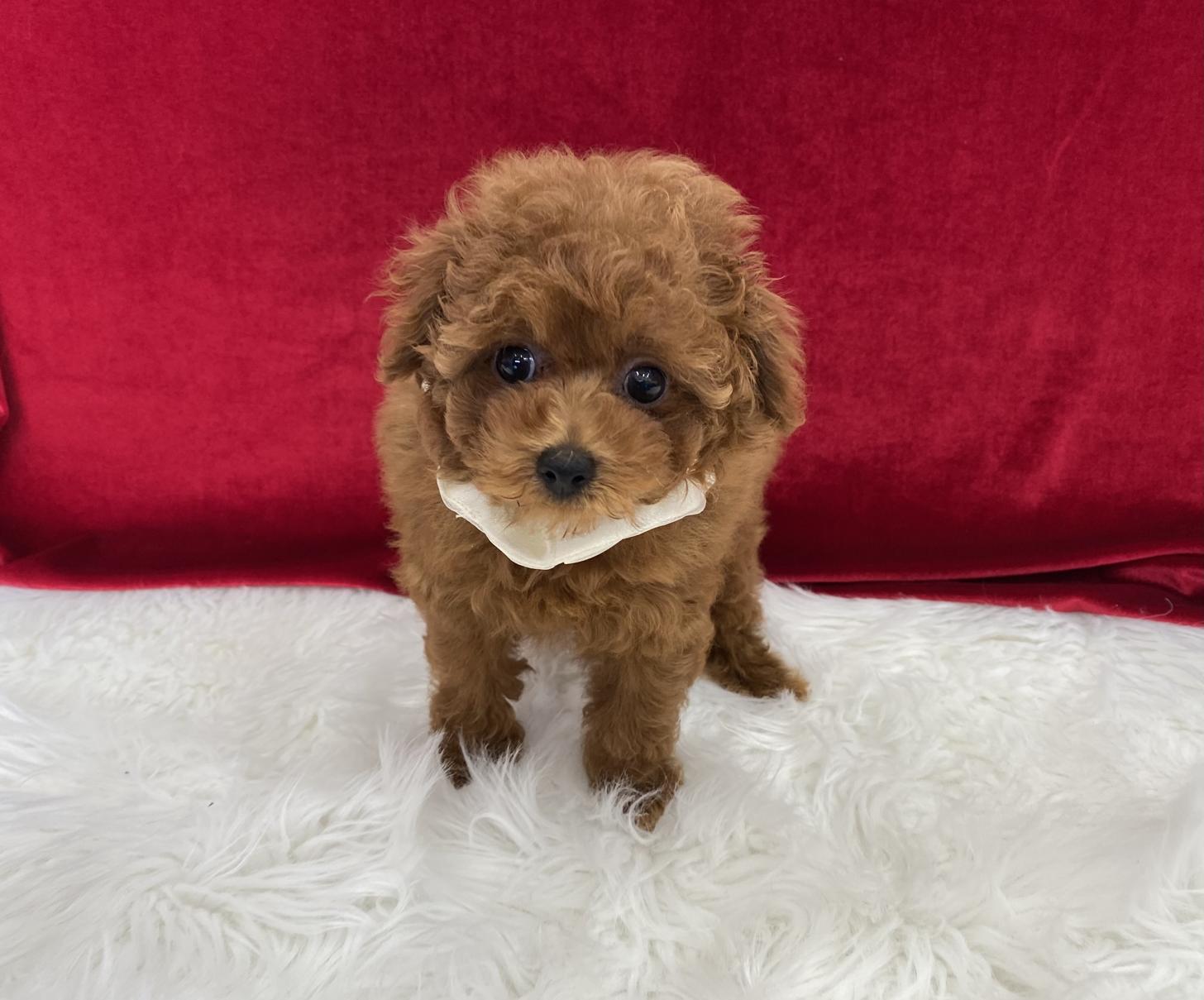 大阪府のトイプードル(ティーカップ) (ぱぴぷぺっと大阪店/2025年9月4日生まれ/女の子/レッド)の子犬の2枚目の画像