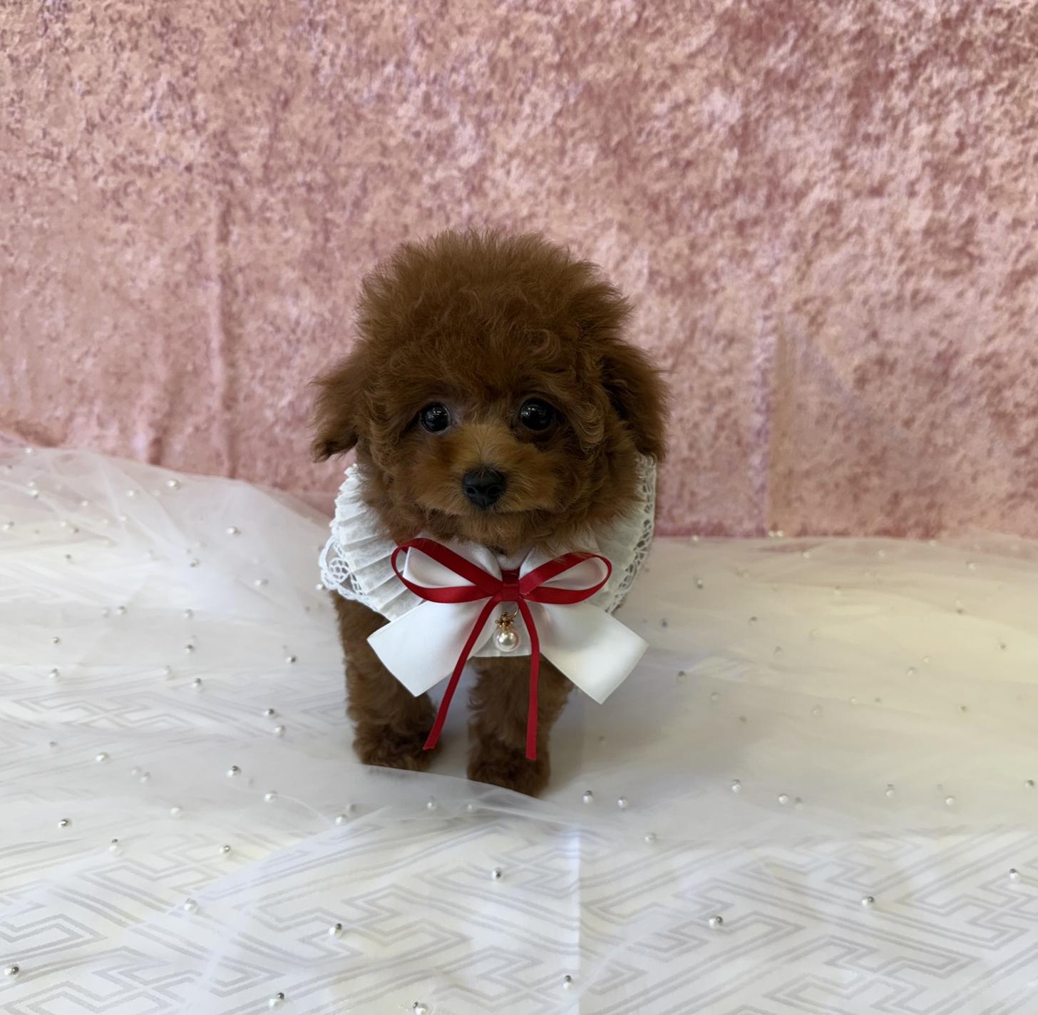 大阪府のトイプードル(ティーカップ) (ぱぴぷぺっと大阪店/2025年9月4日生まれ/女の子/レッド)の子犬の2枚目の画像