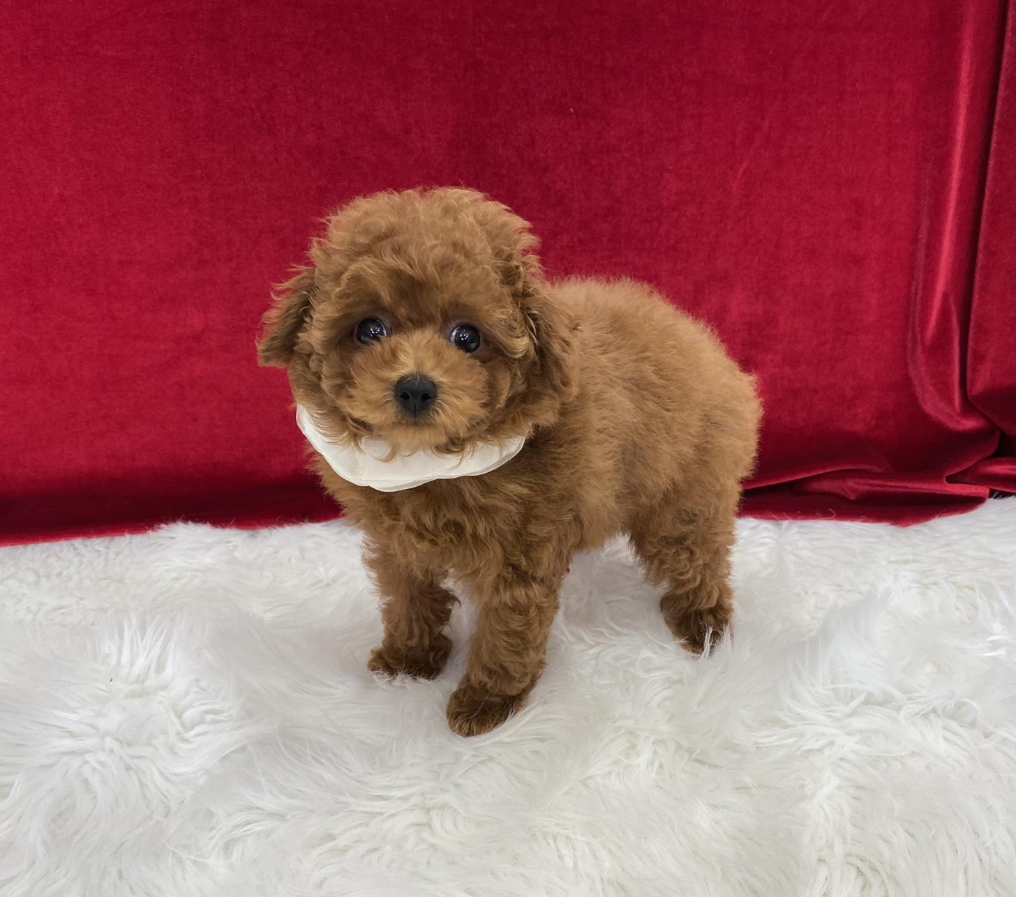 大阪府のトイプードル(ティーカップ) (ぱぴぷぺっと大阪店/2025年9月4日生まれ/女の子/レッド)の子犬の3枚目の画像