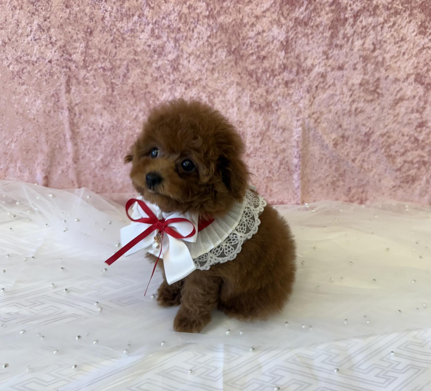大阪府のトイプードル(ティーカップ) (ぱぴぷぺっと大阪店/2025年9月4日生まれ/女の子/レッド)の子犬の3枚目の画像