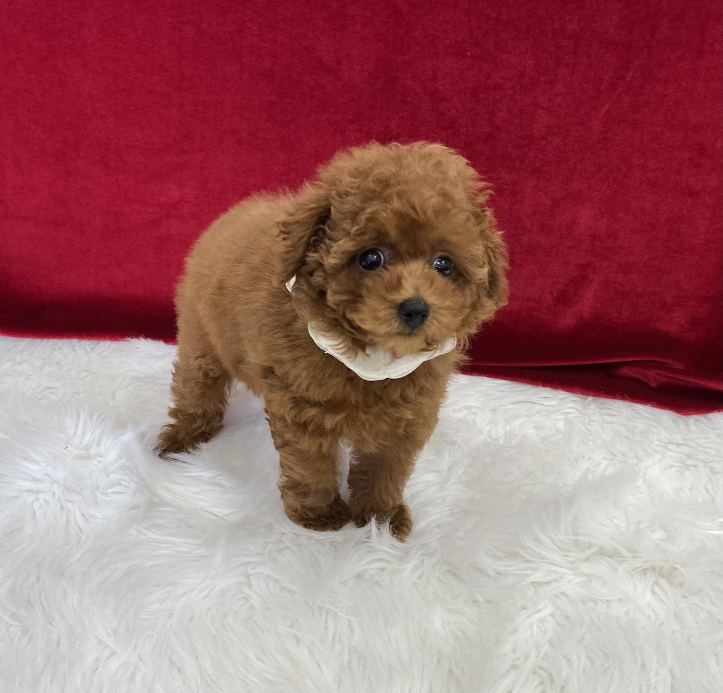 大阪府のトイプードル(ティーカップ) (ぱぴぷぺっと大阪店/2025年9月4日生まれ/女の子/レッド)の子犬の4枚目の画像
