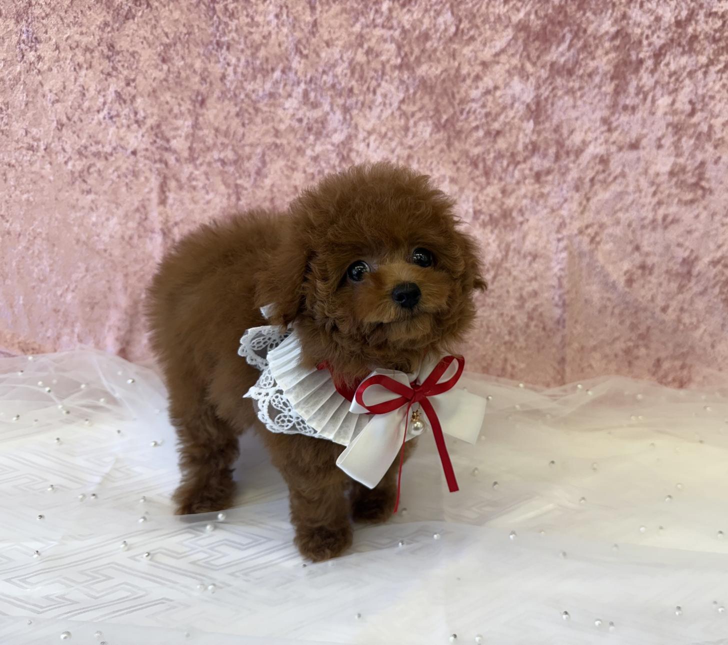 大阪府のトイプードル(ティーカップ) (ぱぴぷぺっと大阪店/2025年9月4日生まれ/女の子/レッド)の子犬の4枚目の画像