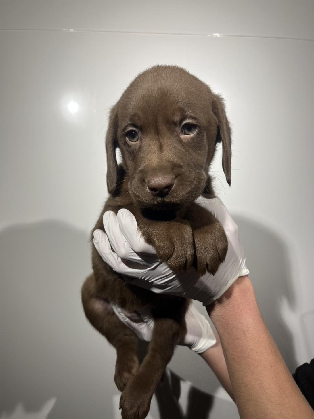 埼玉県のラブラドールレトリーバー (ペッツスマイル加須インター店/2025年12月20日生まれ/男の子/チョコレート)の子犬の1枚目の画像