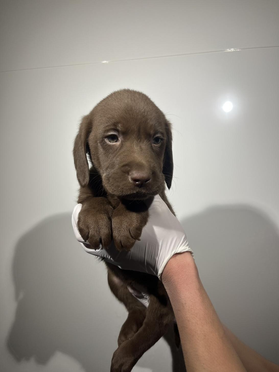 埼玉県のラブラドールレトリーバー (ペッツスマイル加須インター店/2025年12月20日生まれ/男の子/チョコレート)の子犬の2枚目の画像