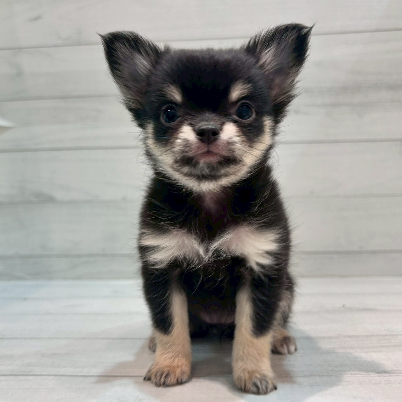 千葉県のチワワ(ロング) (ペピカあびこ店/2025年9月21日生まれ/女の子/ブラックタンホワイト)の子犬の1枚目の画像