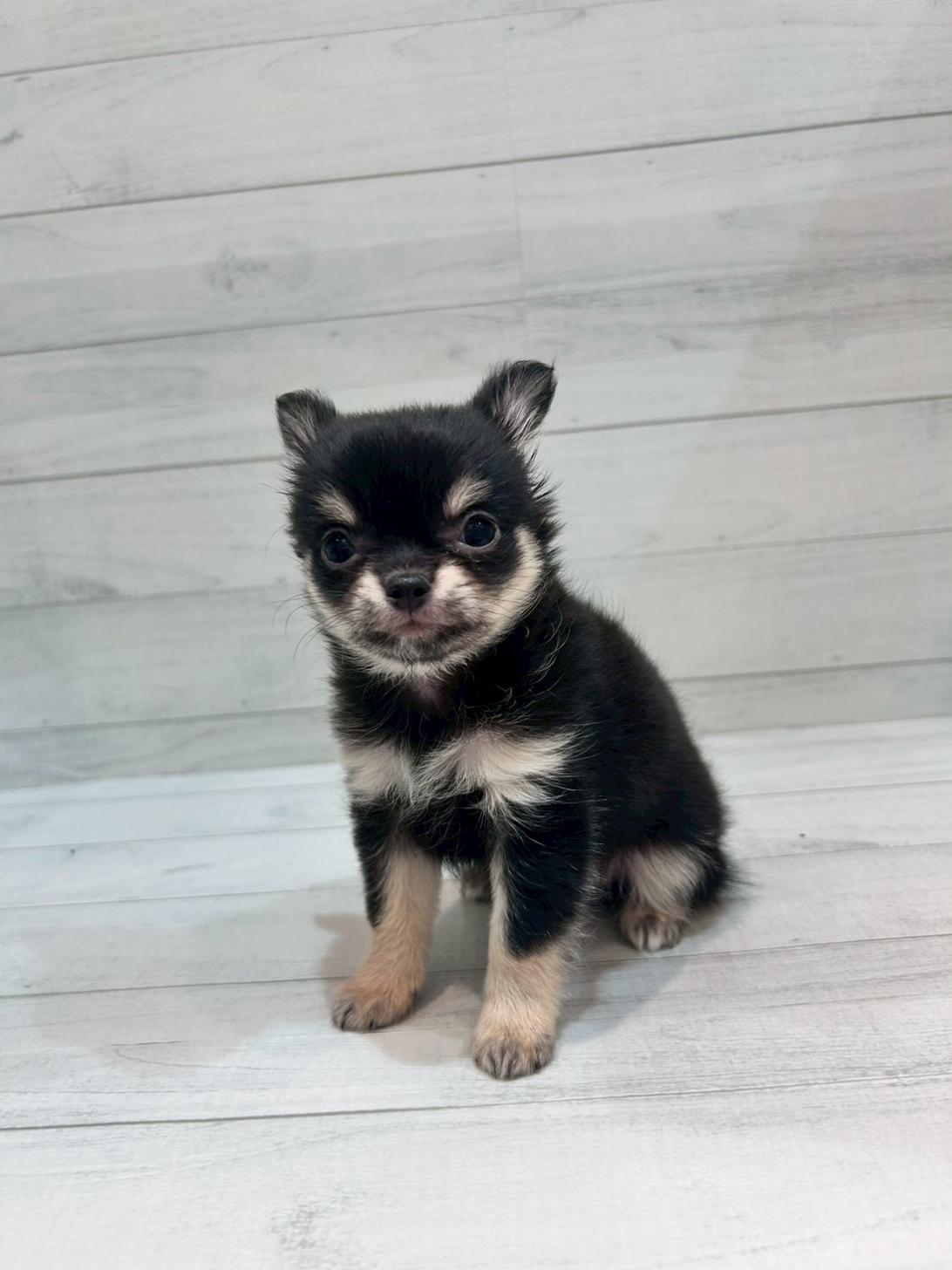 千葉県のチワワ(ロング) (ペピカあびこ店/2025年9月21日生まれ/女の子/ブラックタンホワイト)の子犬の2枚目の画像