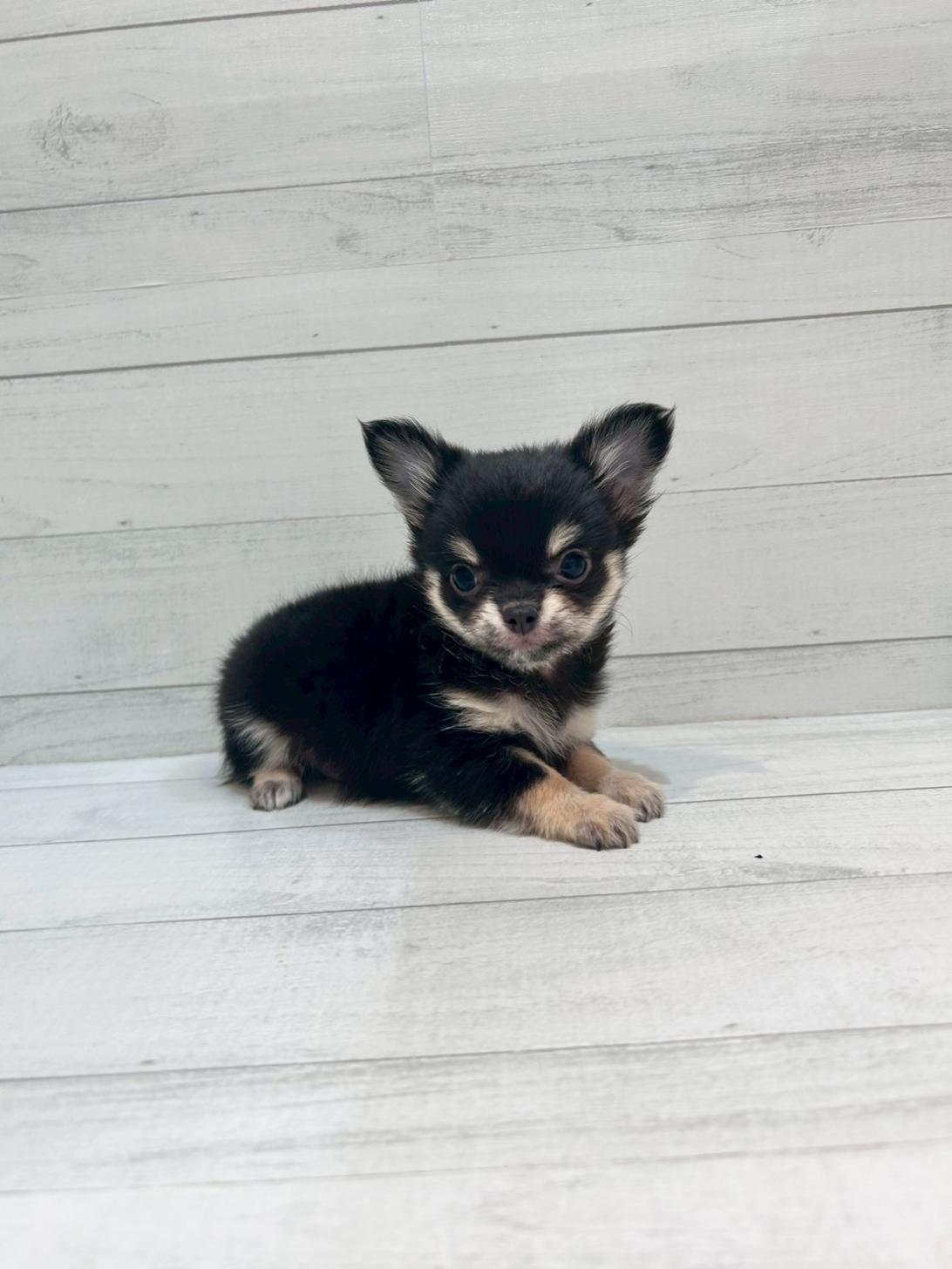 千葉県のチワワ(ロング) (ペピカあびこ店/2025年9月21日生まれ/女の子/ブラックタンホワイト)の子犬の3枚目の画像