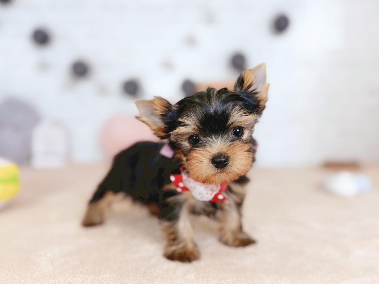 北海道のヨークシャーテリア (ペットショップだんぼ/2025年10月18日生まれ/女の子/スチールブルータン)の子犬の1枚目の画像