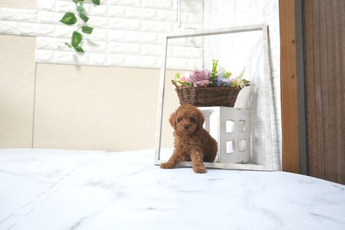 滋賀県のトイプードル(トイ) (いっぷく湖南店/2025年11月10日生まれ/女の子/オレンジフォーン)の子犬の1枚目の画像