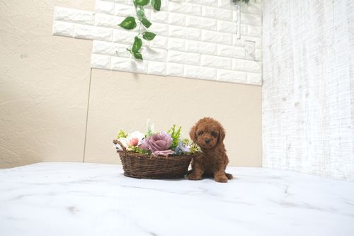 滋賀県のトイプードル(トイ) (いっぷく湖南店/2025年11月10日生まれ/女の子/オレンジフォーン)の子犬の2枚目の画像