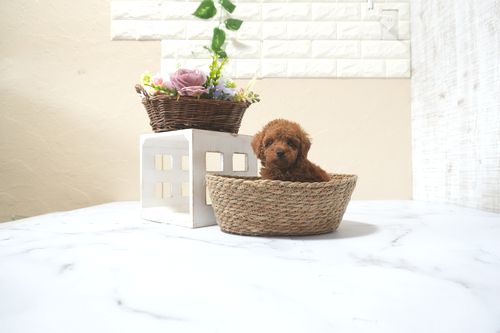 滋賀県のトイプードル(トイ) (いっぷく湖南店/2025年11月10日生まれ/女の子/オレンジフォーン)の子犬の3枚目の画像