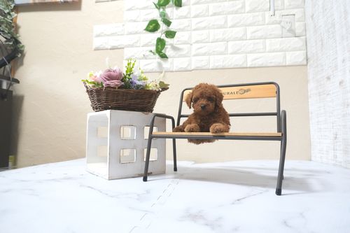 滋賀県のトイプードル(トイ) (いっぷく湖南店/2025年11月10日生まれ/女の子/オレンジフォーン)の子犬の4枚目の画像