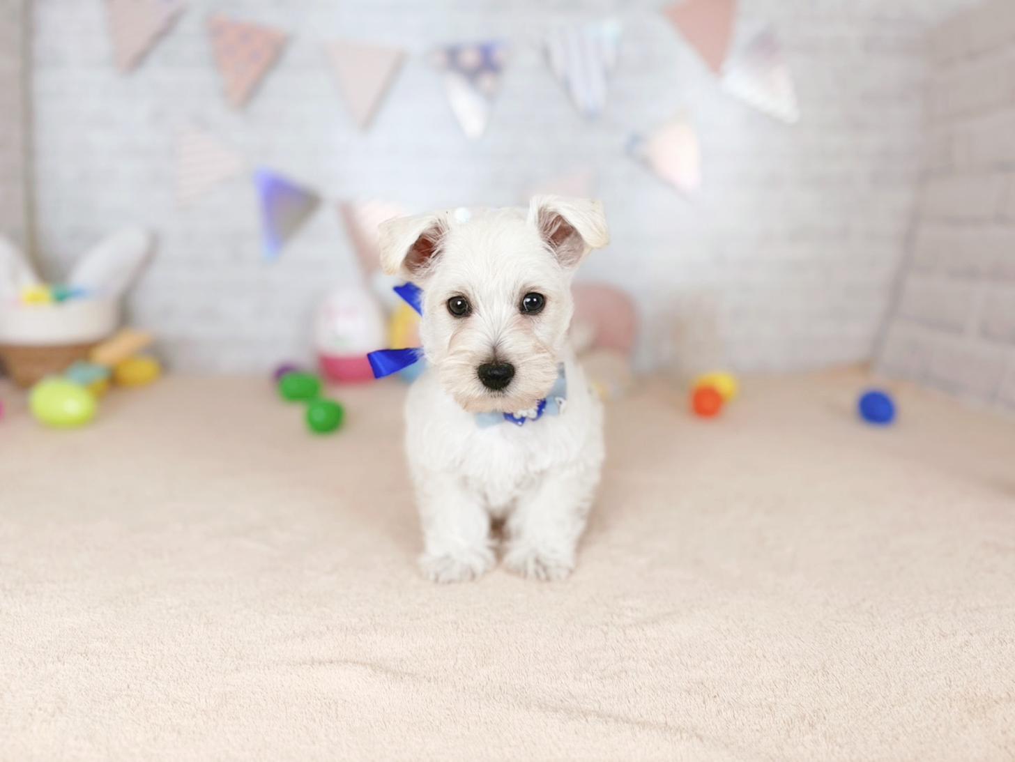 北海道のウエストハイランドホワイトテリア (ペットショップだんぼ/2026年2月8日生まれ/男の子/ホワイト)の子犬