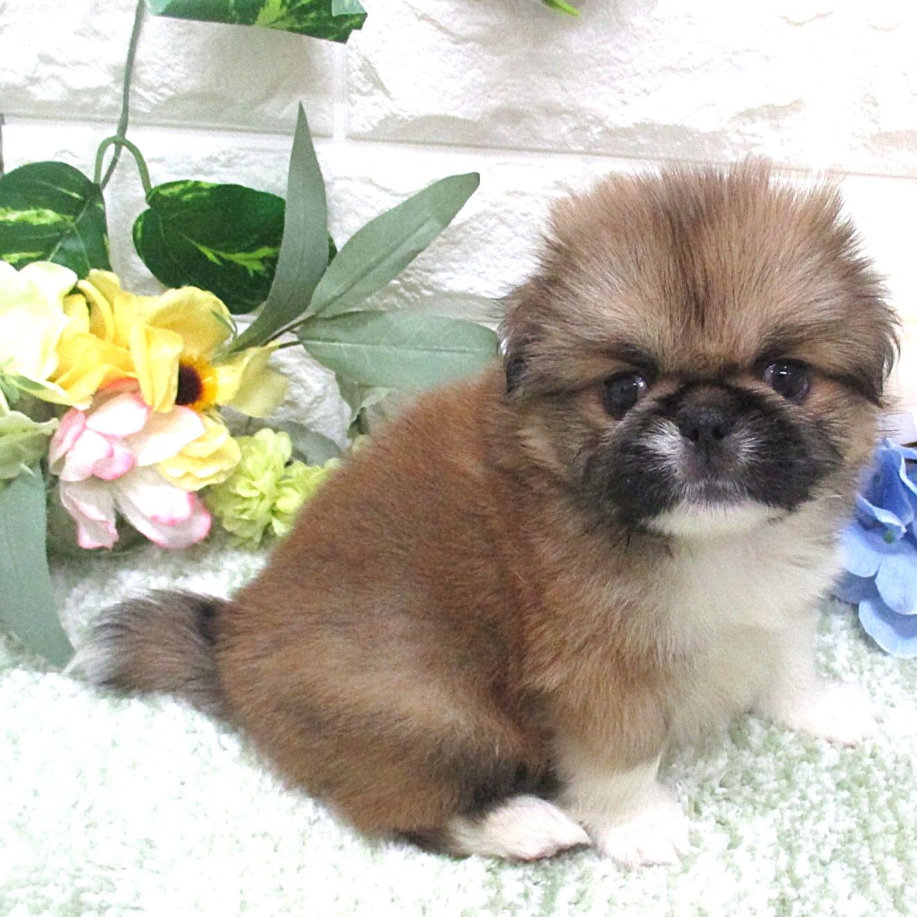東京都のハーフ犬・ミックス犬 (ペッツコンシェル府中四谷店/2026年7月9日生まれ/男の子/レッド)の子犬の1枚目の画像