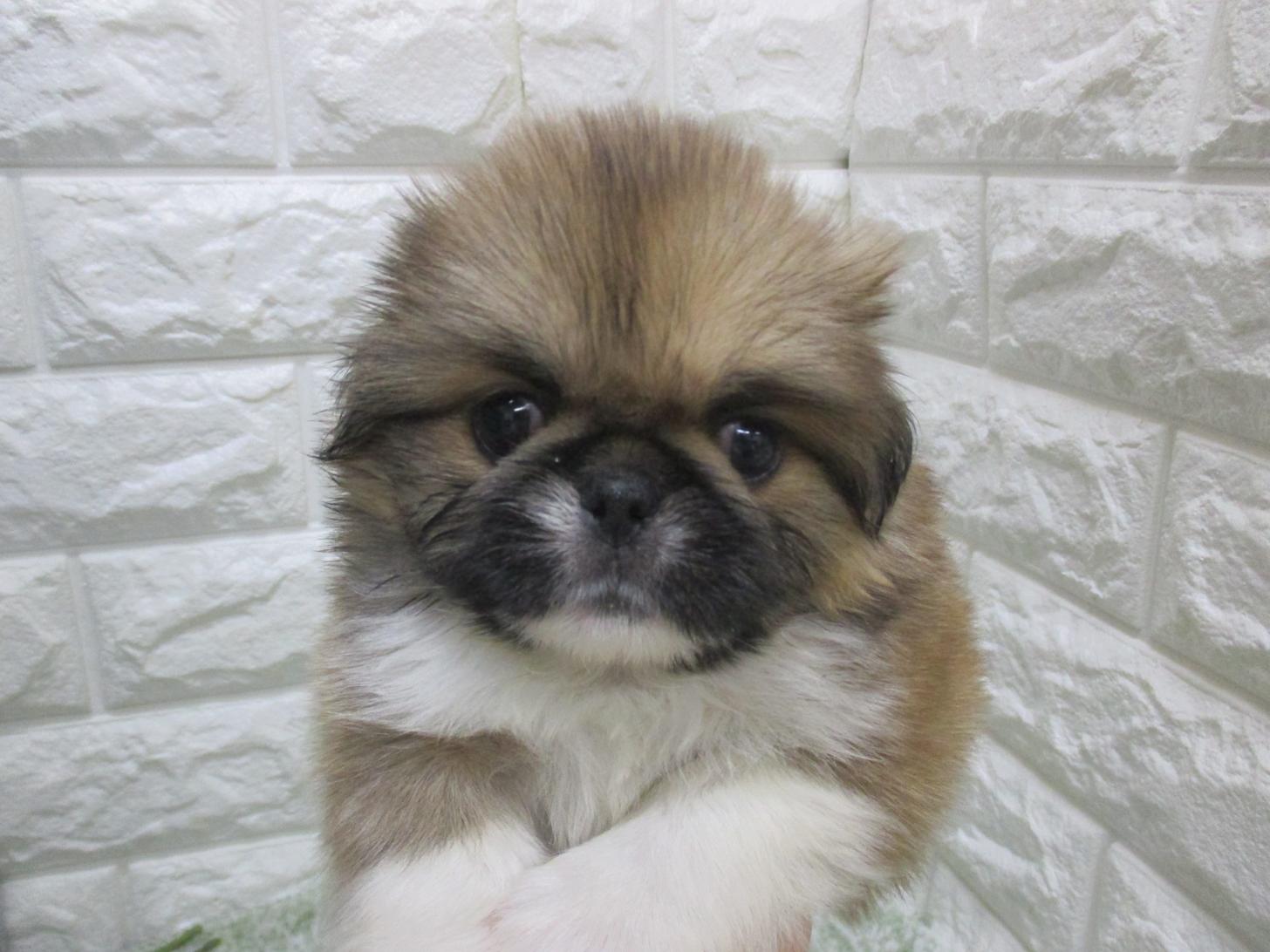 東京都のハーフ犬・ミックス犬 (ペッツコンシェル府中四谷店/2026年7月9日生まれ/男の子/レッド)の子犬の2枚目の画像