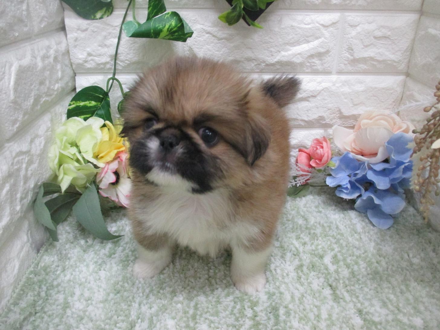 東京都のハーフ犬・ミックス犬 (ペッツコンシェル府中四谷店/2026年7月9日生まれ/男の子/レッド)の子犬の3枚目の画像