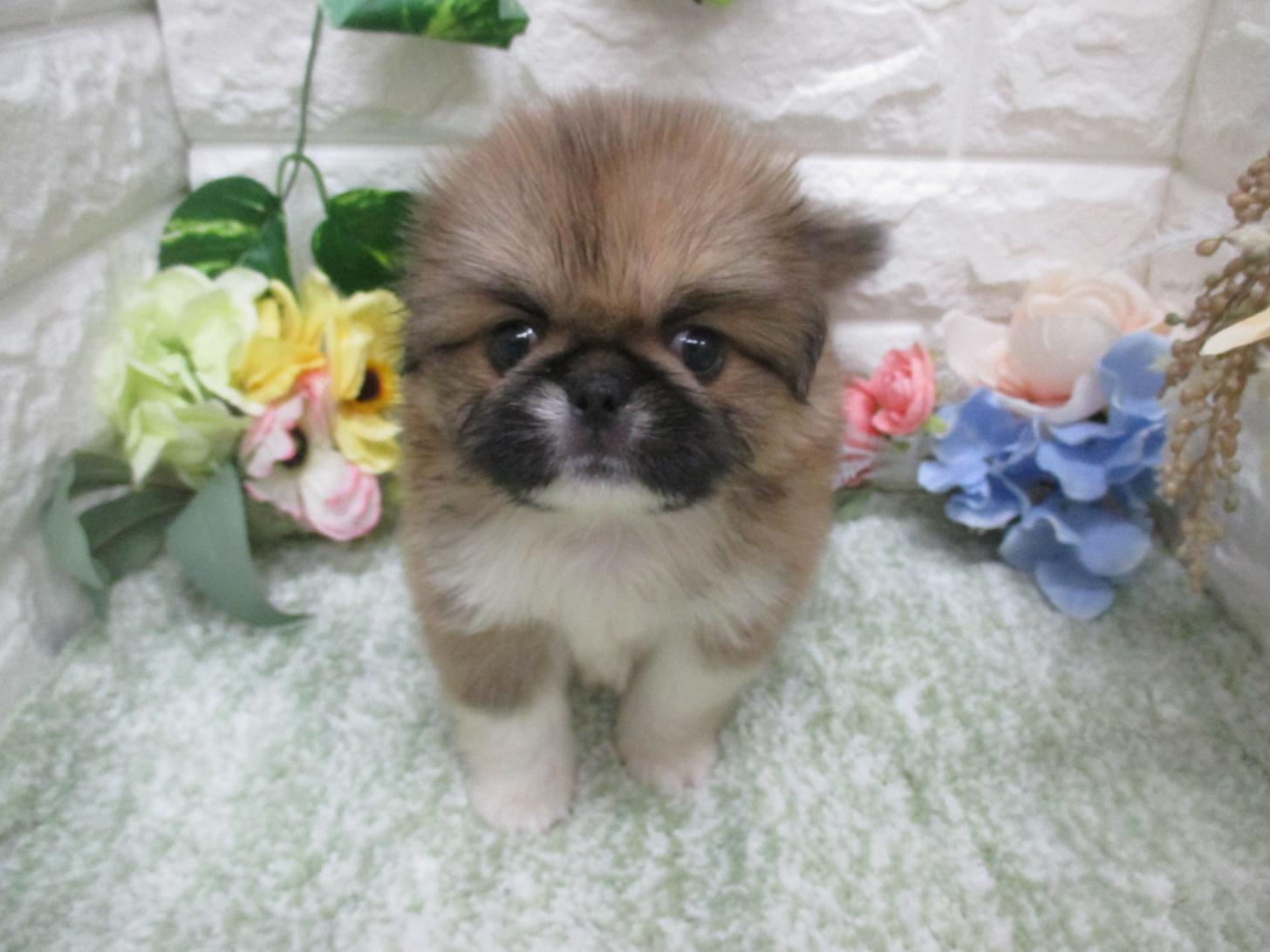 東京都のハーフ犬・ミックス犬 (ペッツコンシェル府中四谷店/2026年7月9日生まれ/男の子/レッド)の子犬の4枚目の画像